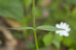 Creeping phlox